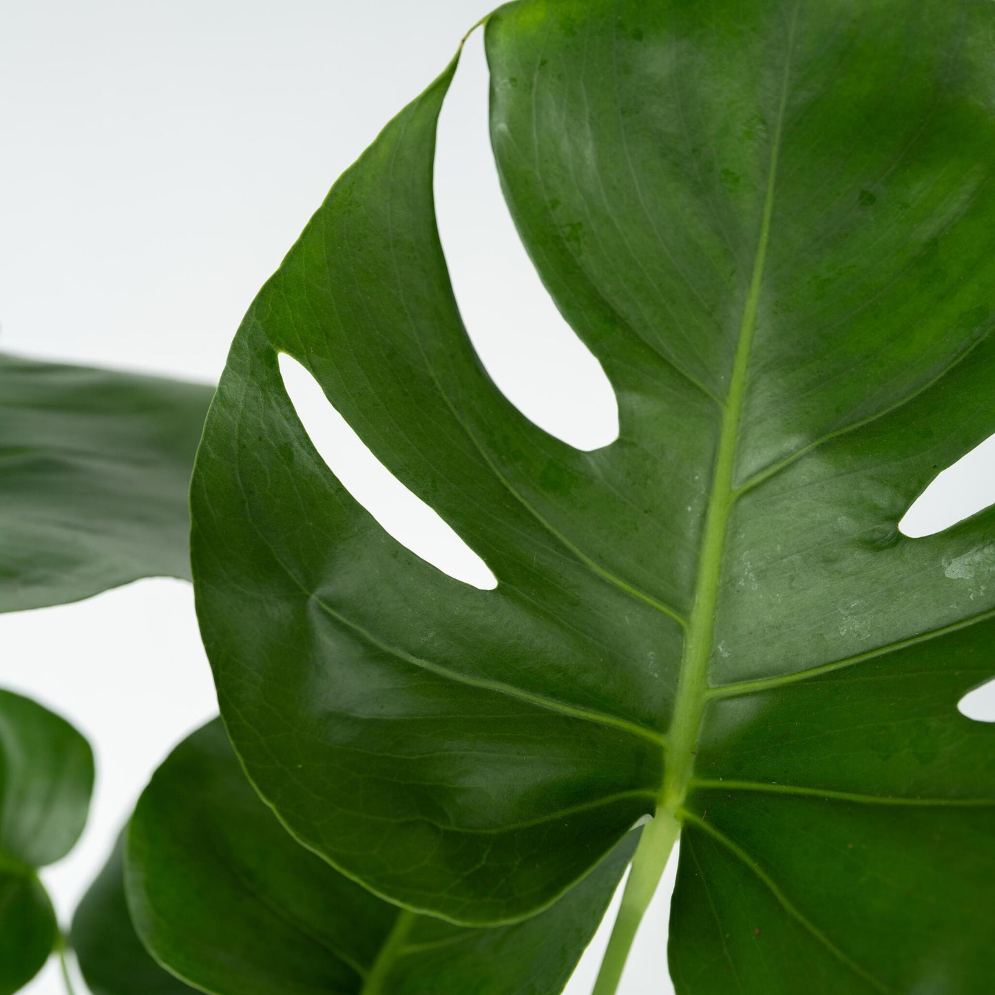 Costilla De Adán - 2 Pzs - Monstera Deliciosa - Altura 45-55cm - ⌀14cm_3