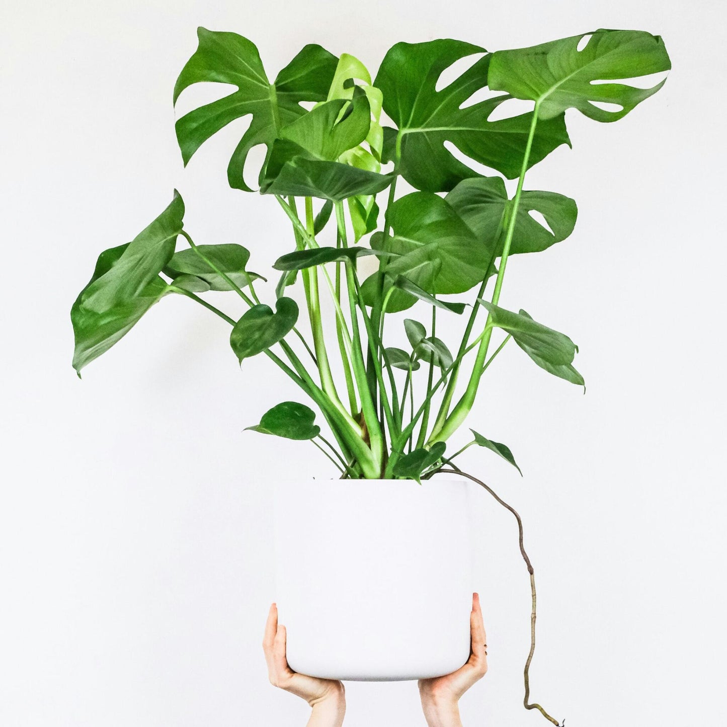 Costilla De Adán - 2 Pzs - Monstera Deliciosa - Altura 70-80cm - ⌀21cm_1