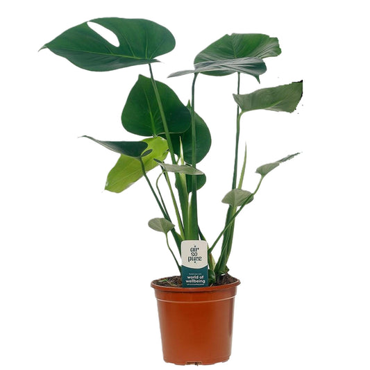 Costilla De Adán - Monstera Deliciosa - Altura 45-55cm - ⌀14cm_0