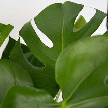 Costilla De Adán - Monstera Deliciosa - Altura 70-80cm - ⌀21cm_3