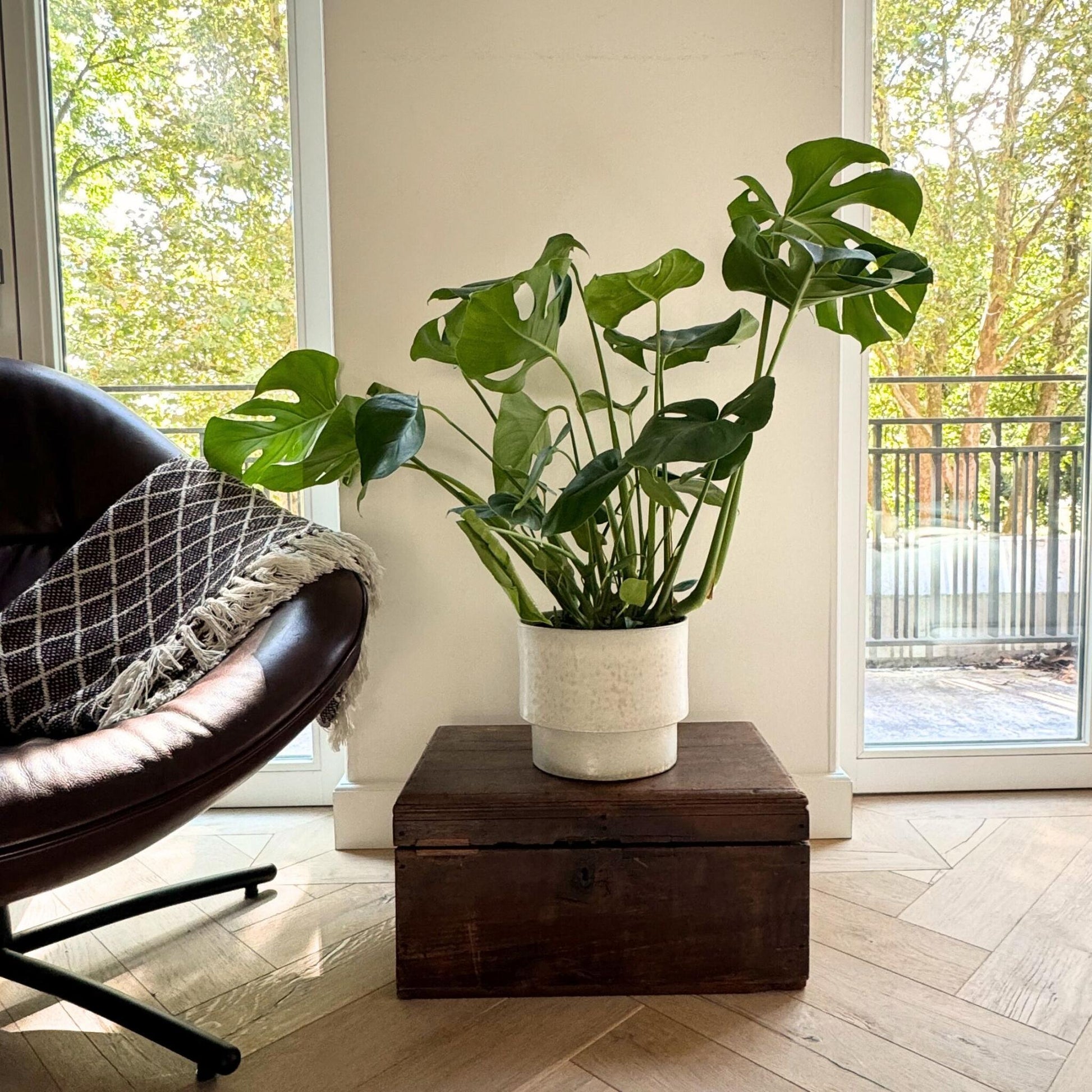 Costilla De Adán - Monstera Deliciosa - Altura 70-80cm - ⌀21cm_4