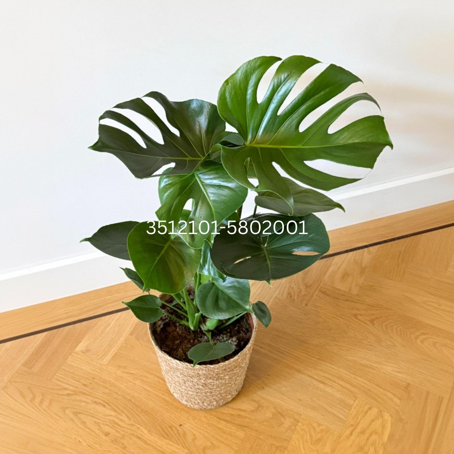 Costilla De Adán - Monstera Deliciosa - Incluye Cesta - Altura 50-60cm - ⌀17cm_4