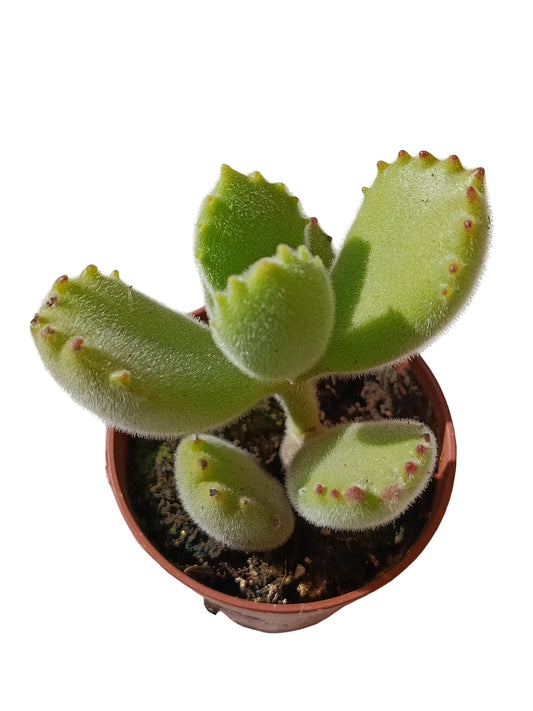 Cotyledon Tomentosa Planta Suculenta Natural Ø5_0