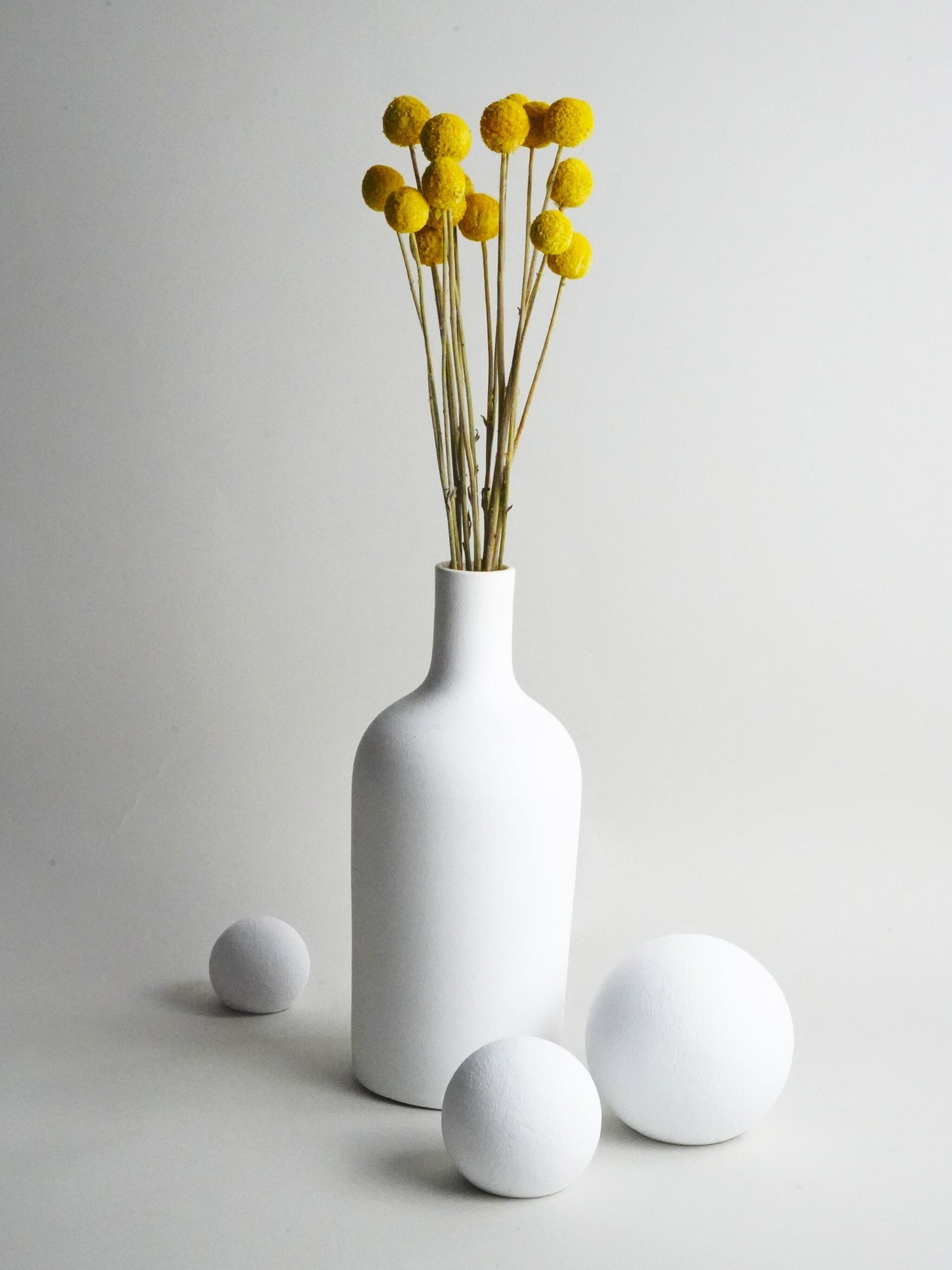 Craspedia Preservada_0