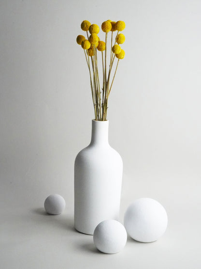 Craspedia Preservada_0