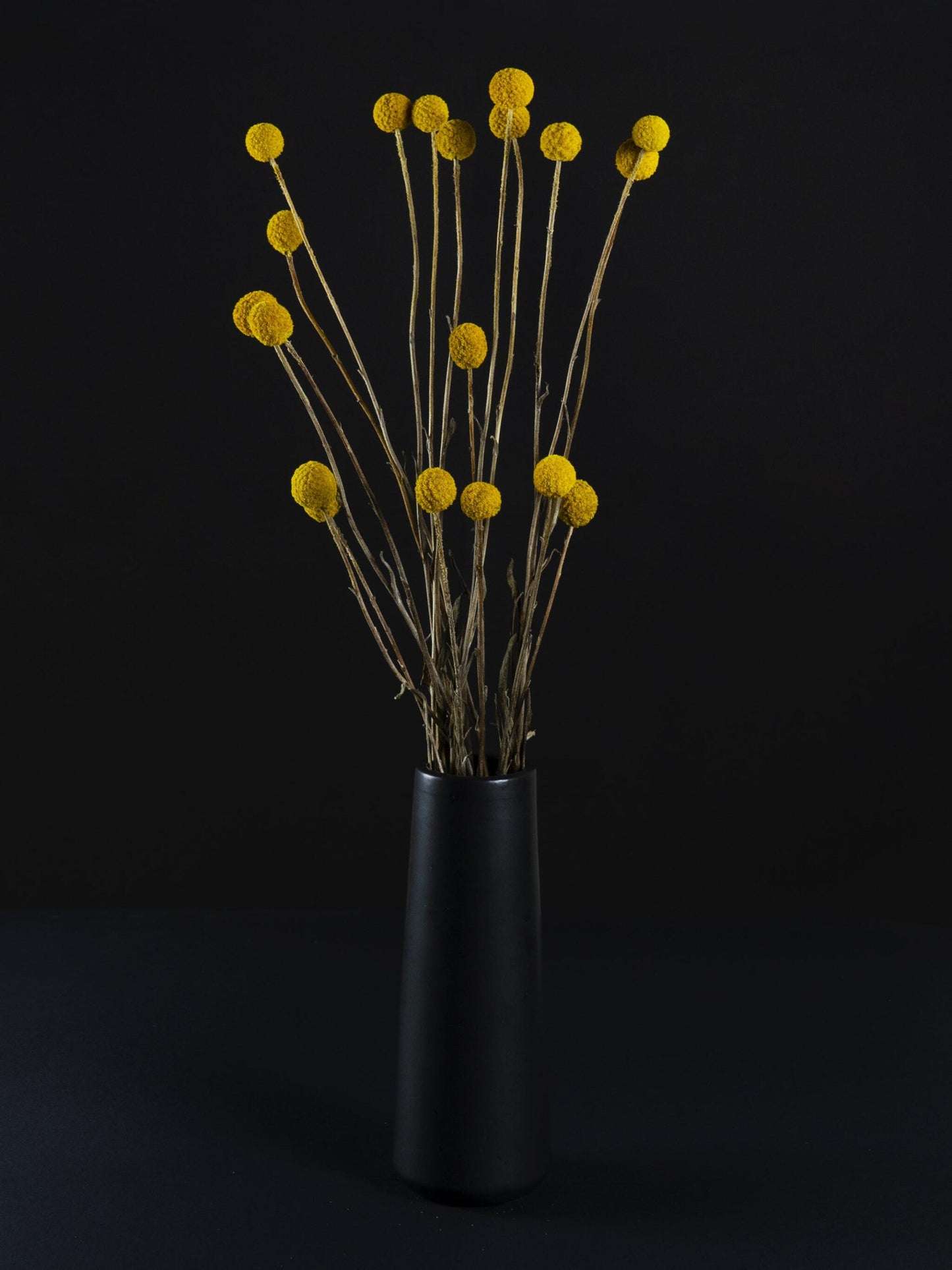 Craspedia Preservada_2