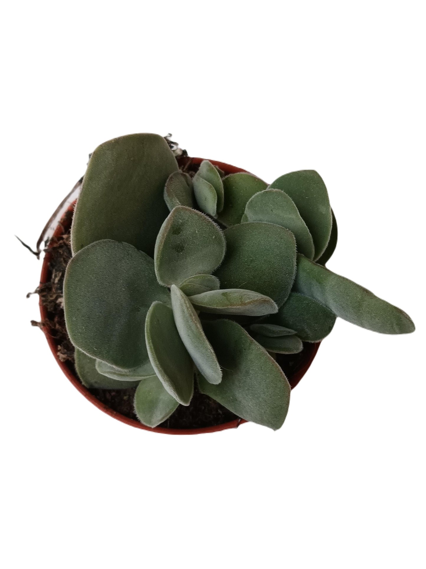 Crassula Falcata Planta Suculenta Ø5 Cm_0