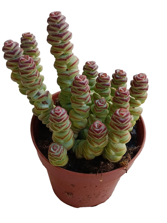 Crassula Necklace Planta Suculenta Natural Ø8_0