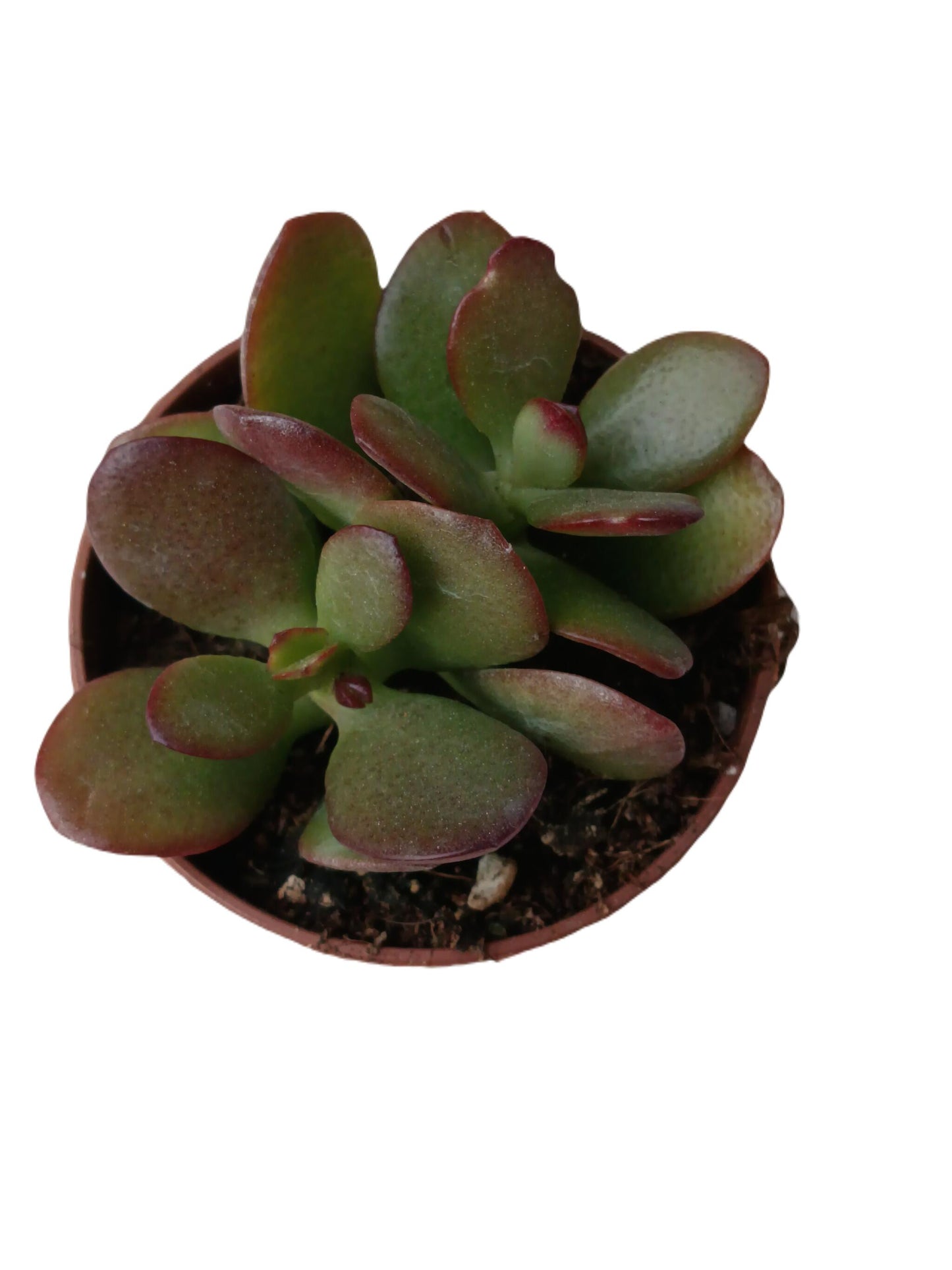 Crassula Ovata Var Minor Planta Suculenta De La Suerte Ø5 Cm_0