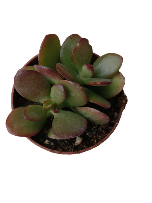 Crassula Ovata Var Minor Planta Suculenta De La Suerte Ø5 Cm_0