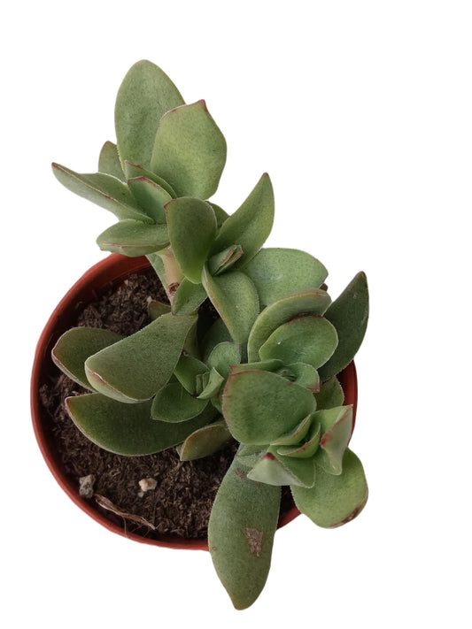 Crassula Platyphylla Planta Suculenta De La Suerte_0