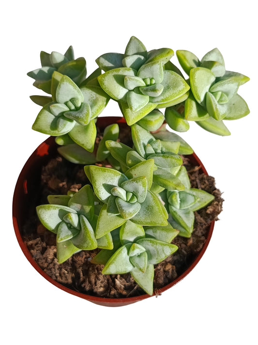 Crassula Rupestris Planta Suculenta Natural Ø8_0