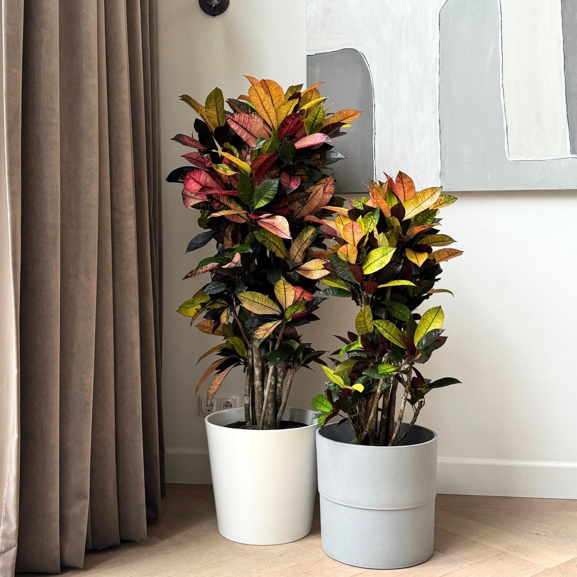 Croton - Codiaeum Variegatum 'mrs. Iceton' - Altura 90-100cm - Maceta 27cm_4