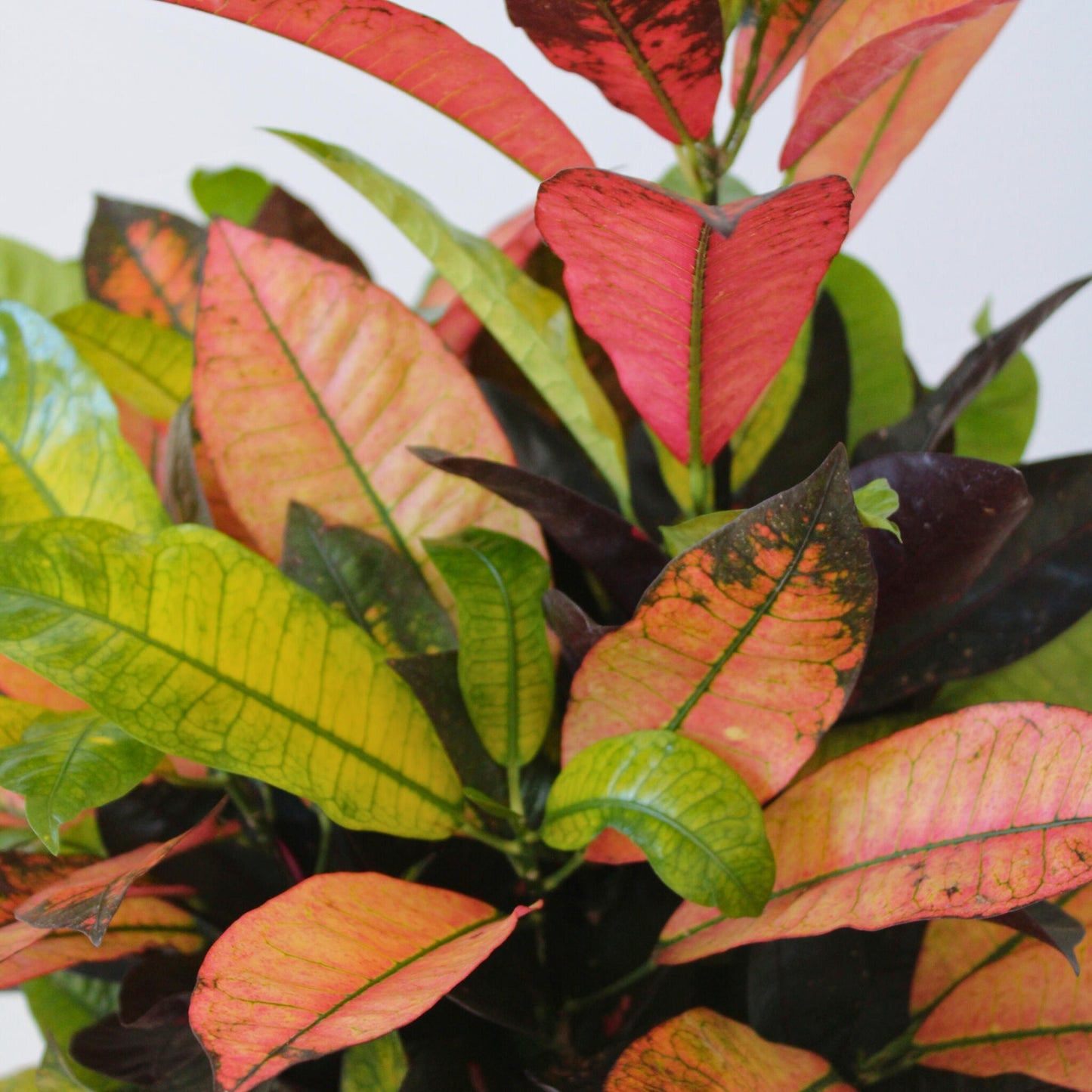 Croton - Codiaeum Variegatum 'mrs. Iceton' - Altura 90-100cm - Maceta 27cm_3