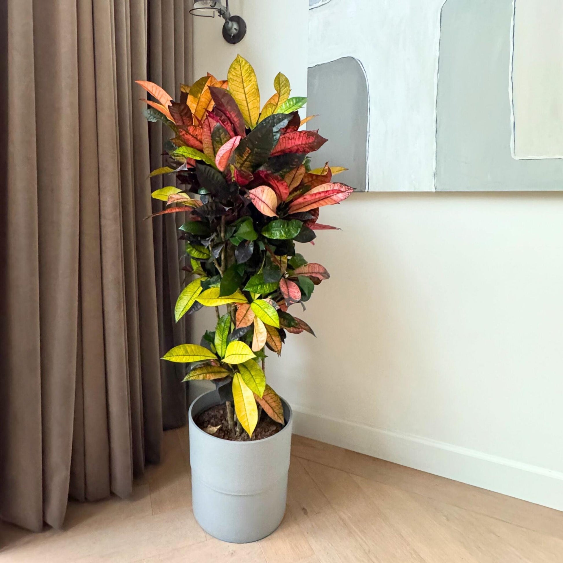 Croton - Codiaeum Variegatum 'mrs. Iceton' - Altura 140-150cm - ⌀31cm_1