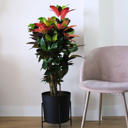 Croton - Codiaeum Variegatum 'mrs. Iceton' - Altura 60-70cm - ⌀19cm_4