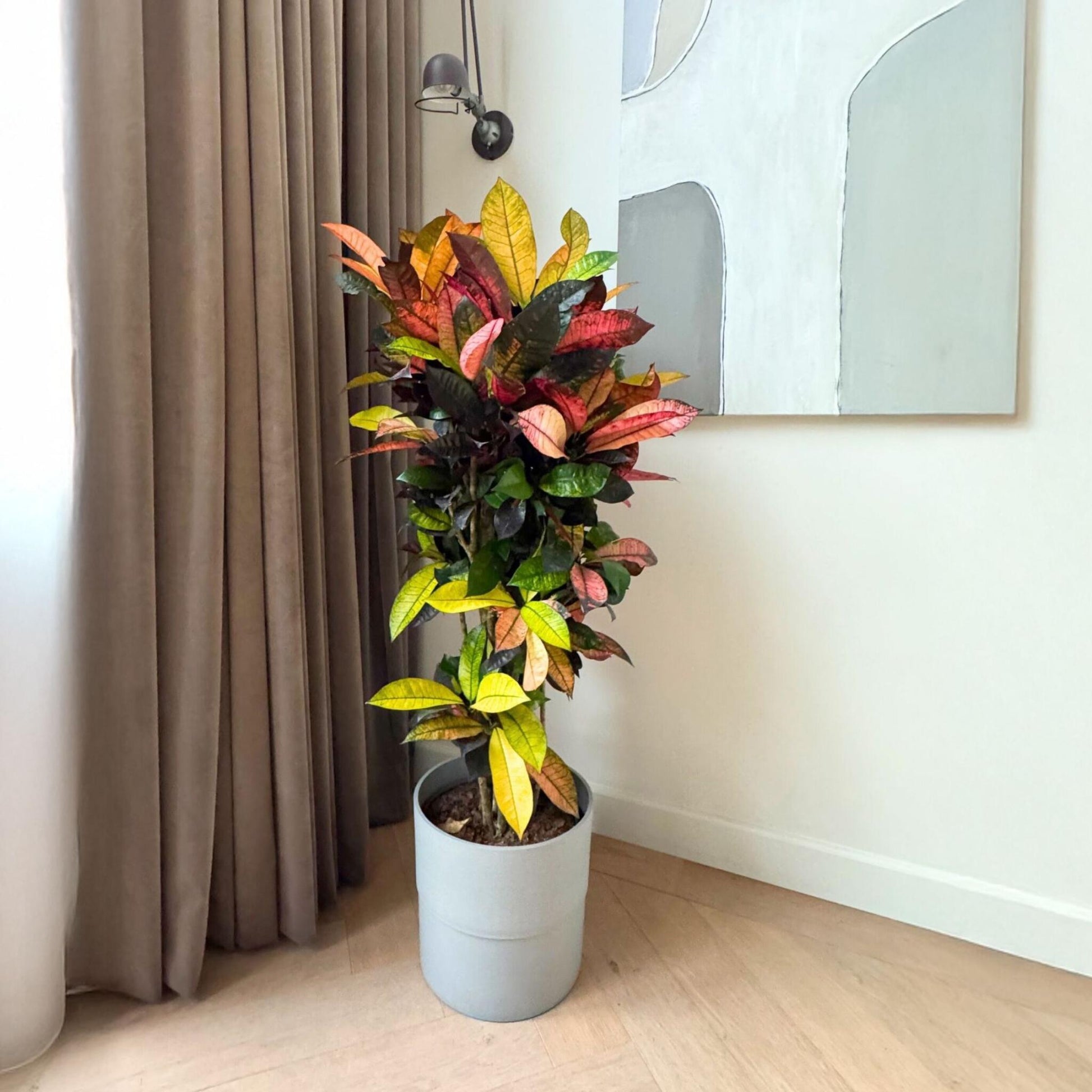 Croton - Codiaeum Variegatum 'mrs. Iceton' - Altura 90-100cm - Maceta 27cm_1