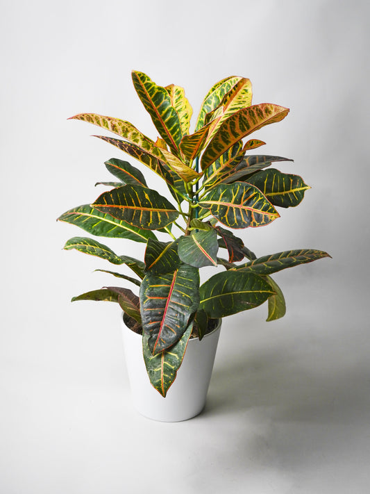 Crotón Petra | Altura 55cm - Diámetro 17cm_0