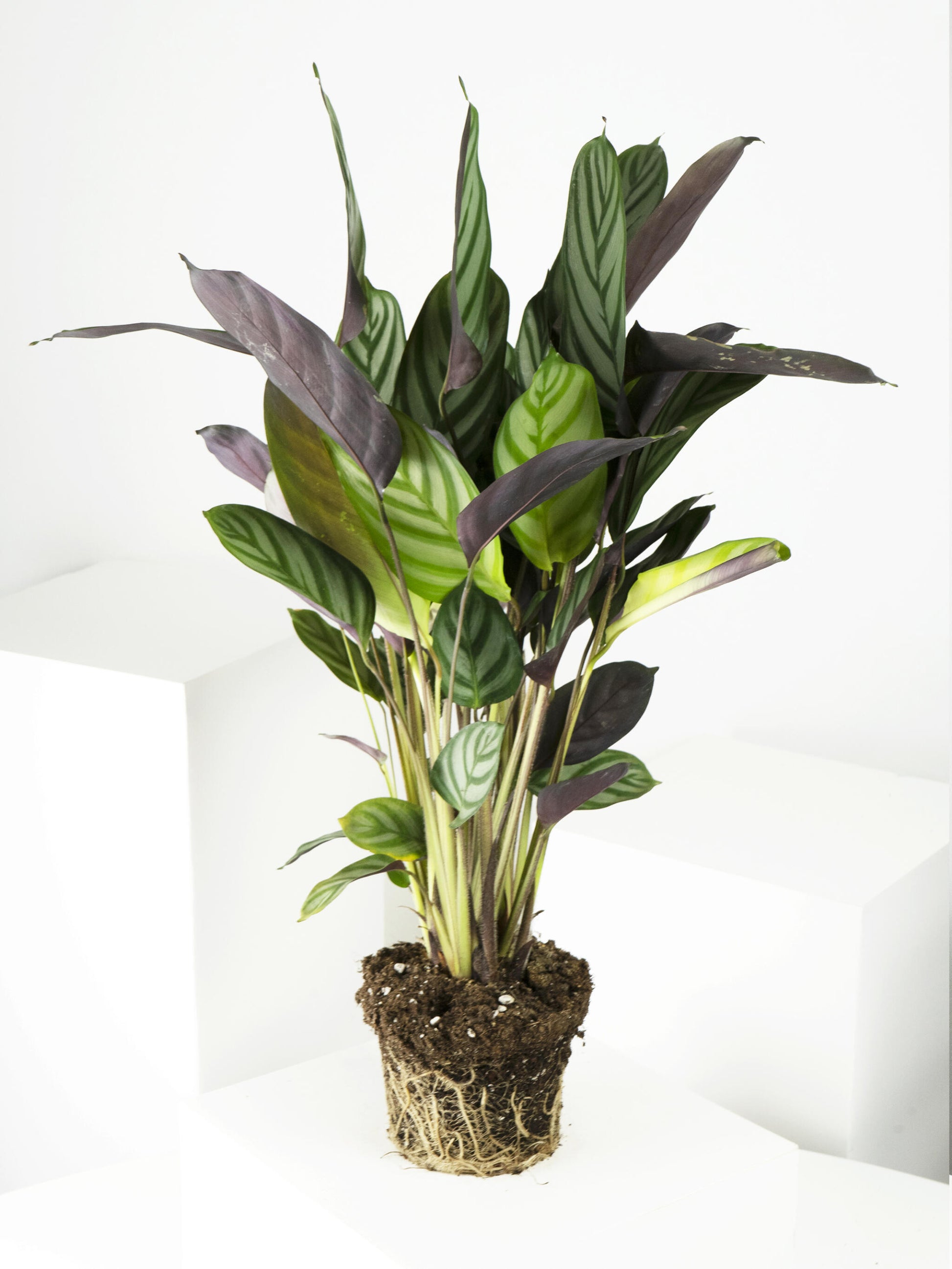 Ctenanthe Green Flag | Altura 45cm - Diámetro 14cm_0