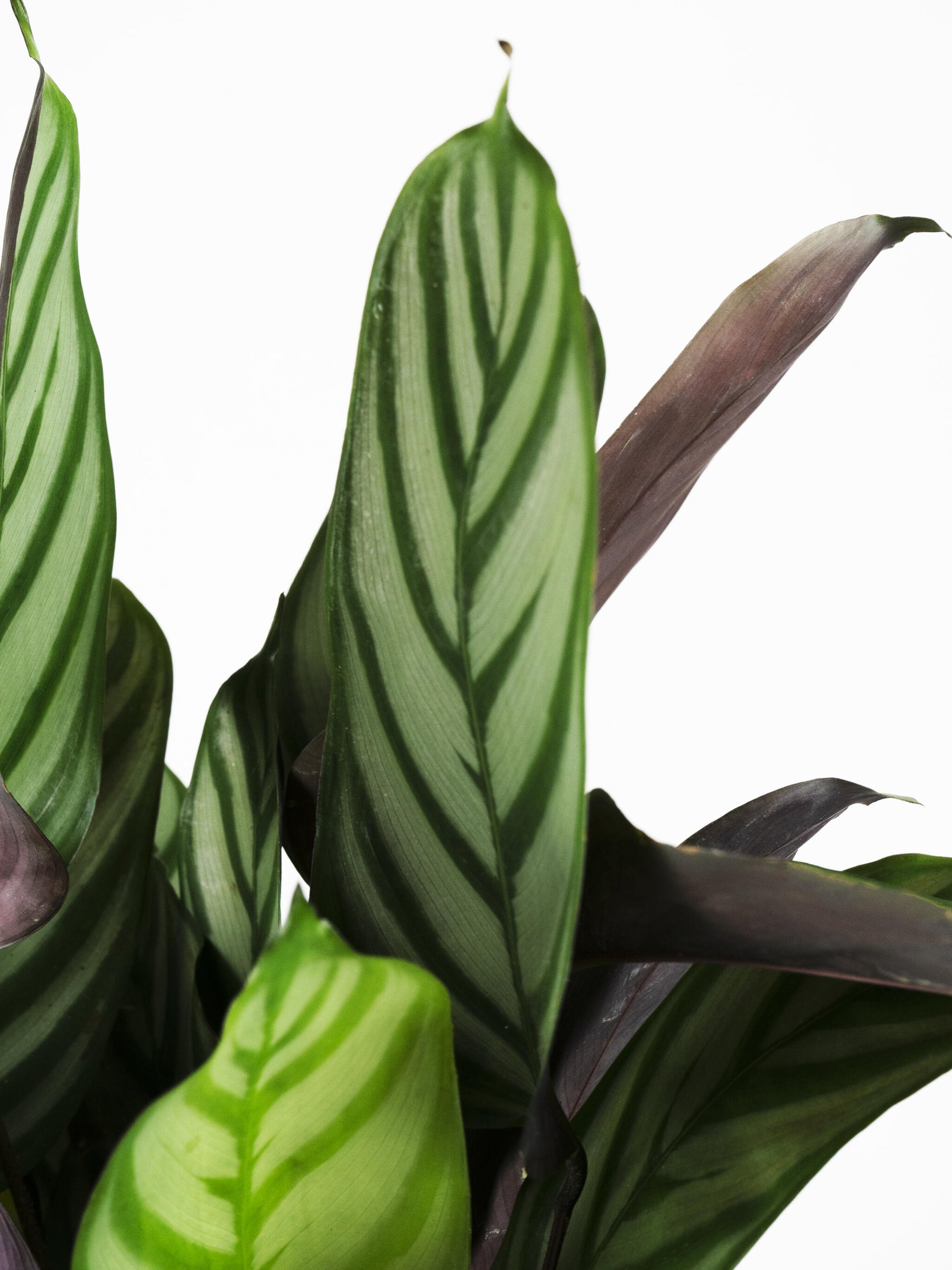 Ctenanthe Green Flag | Altura 45cm - Diámetro 14cm_1