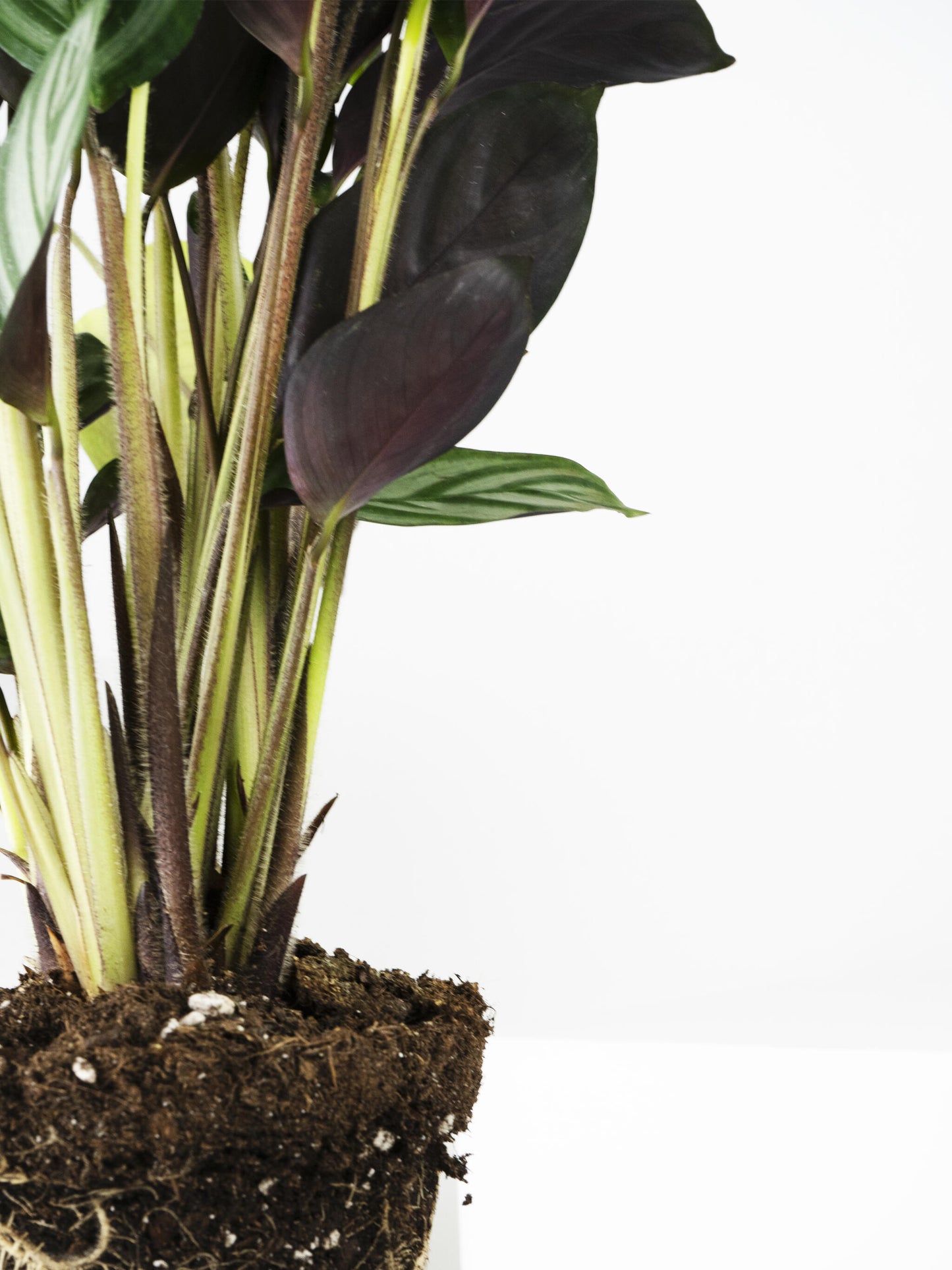 Ctenanthe Green Flag | Altura 45cm - Diámetro 14cm_2