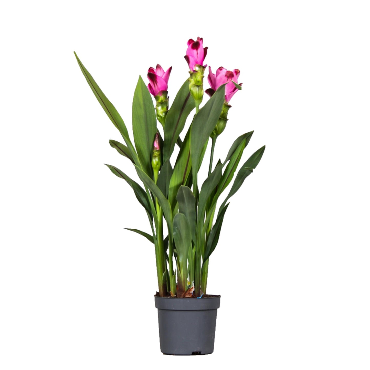 Cúrcuma Tulipán De Siam - Curcuma 'siam Splash' - Rosa - 40-60cm_0