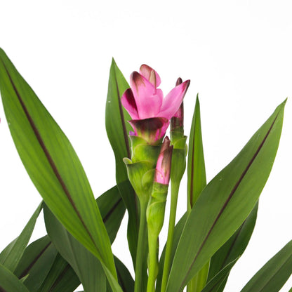 Cúrcuma Tulipán De Siam - Curcuma 'siam Splash' - Rosa - 40-60cm_3