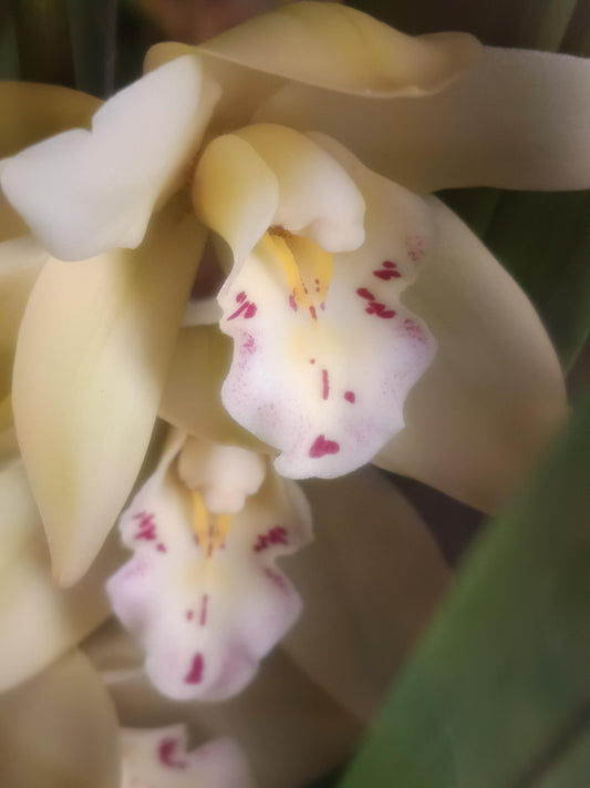 Cymbidium Floración Nº 1 Orquidea Terrestre Tolera Frio Y Sequia Altura +70_0