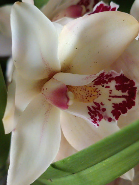 Cymbidium Floración Nº 3 Orquidea Terrestre Tolera Frio Y Sequia Altura +70_0