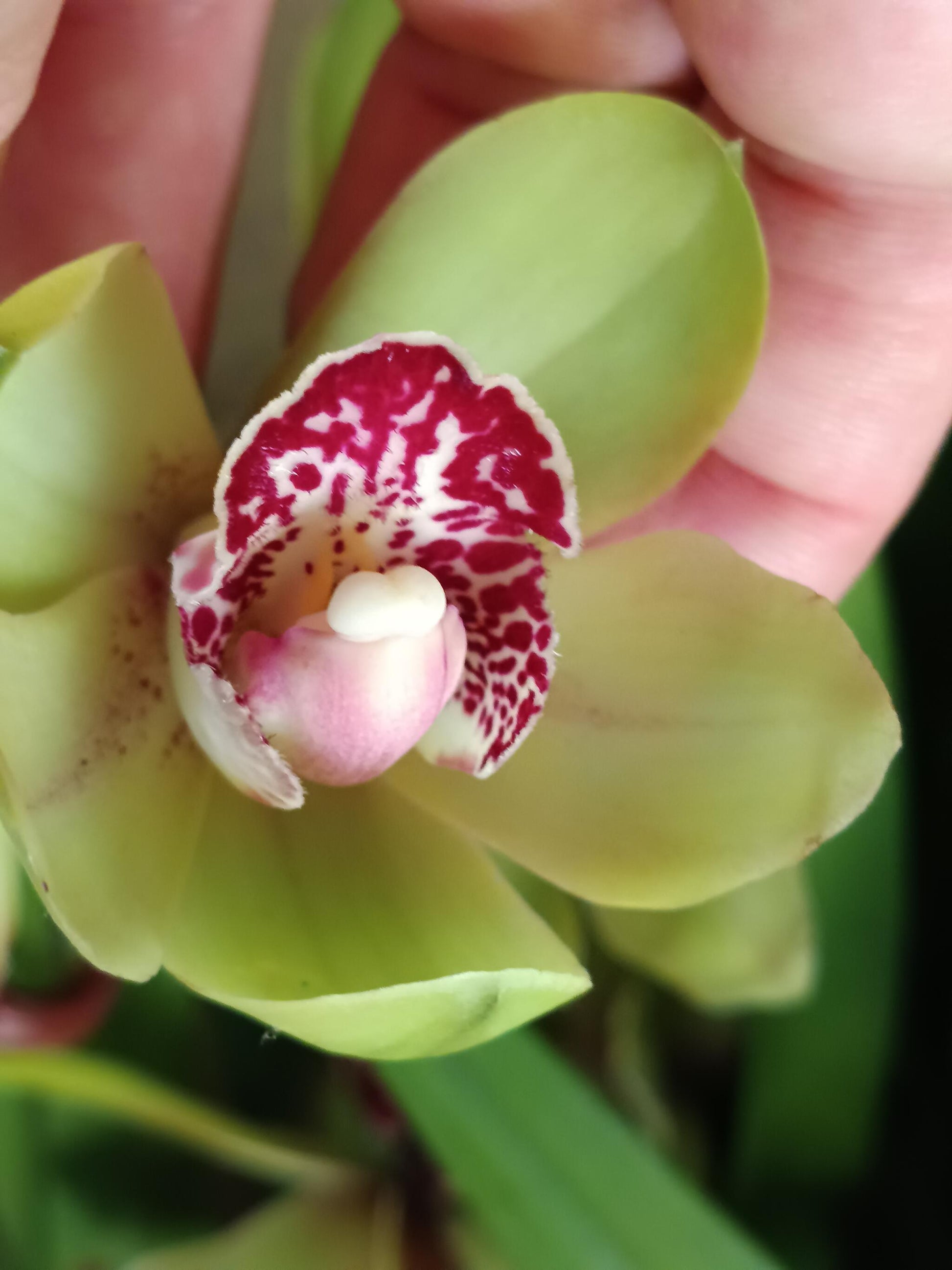 Cymbidium Floración Nº 4 Orquidea Terrestre Tolera Frio Y Sequia Altura +70_0