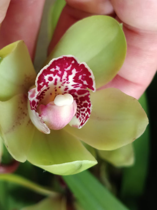 Cymbidium Floración Nº 4 Orquidea Terrestre Tolera Frio Y Sequia Altura +70_0