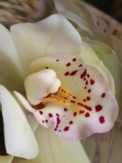 Cymbidium Floración Nº 7 Orquidea Terrestre Tolera Frio Y Sequia Altura +70_0