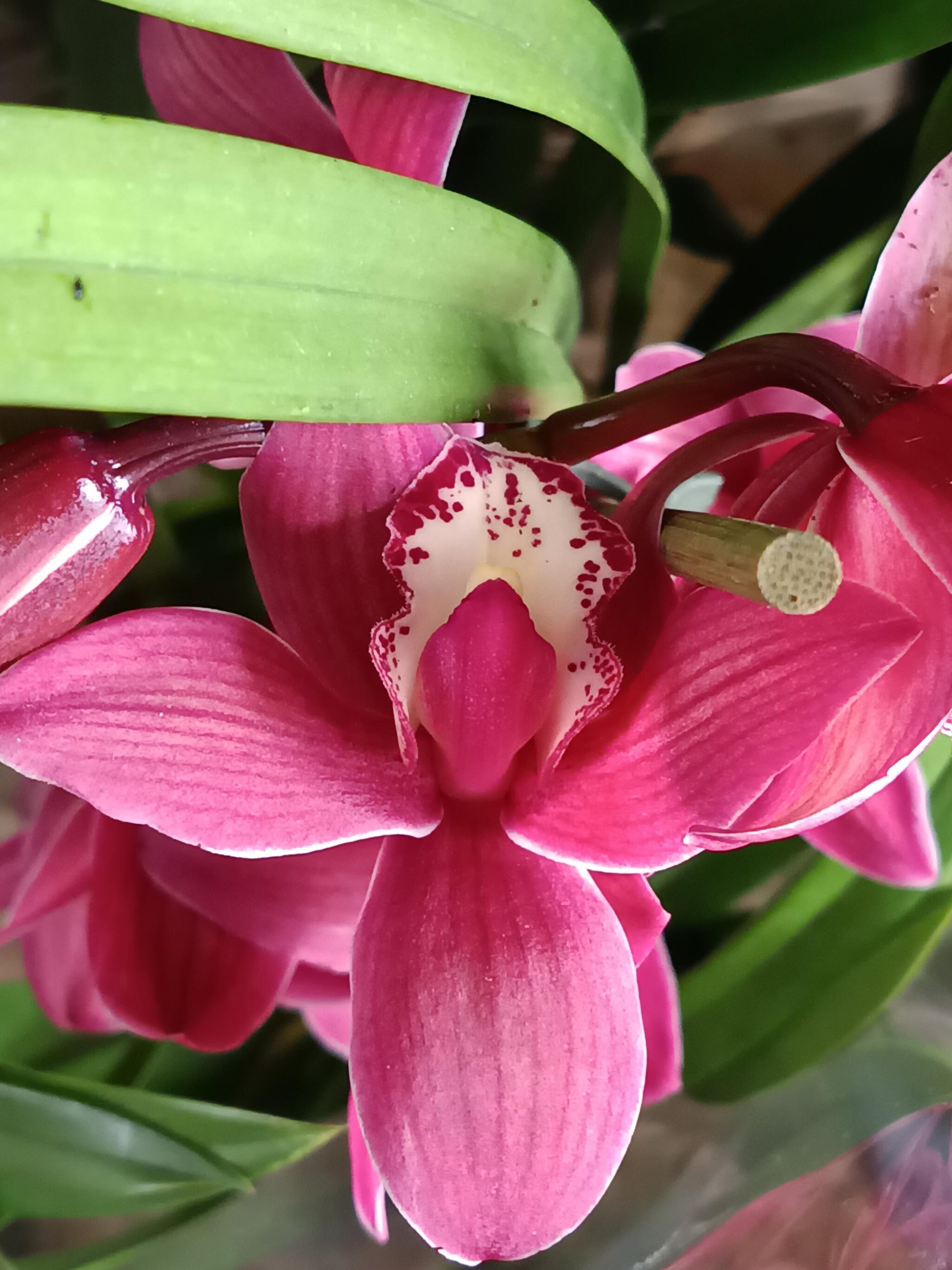 Cymbidium Floración Nº 8 Orquidea Terrestre Tolera Frio Y Sequia Altura +70_0