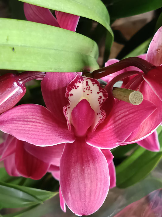 Cymbidium Floración Nº 8 Orquidea Terrestre Tolera Frio Y Sequia Altura +70_0