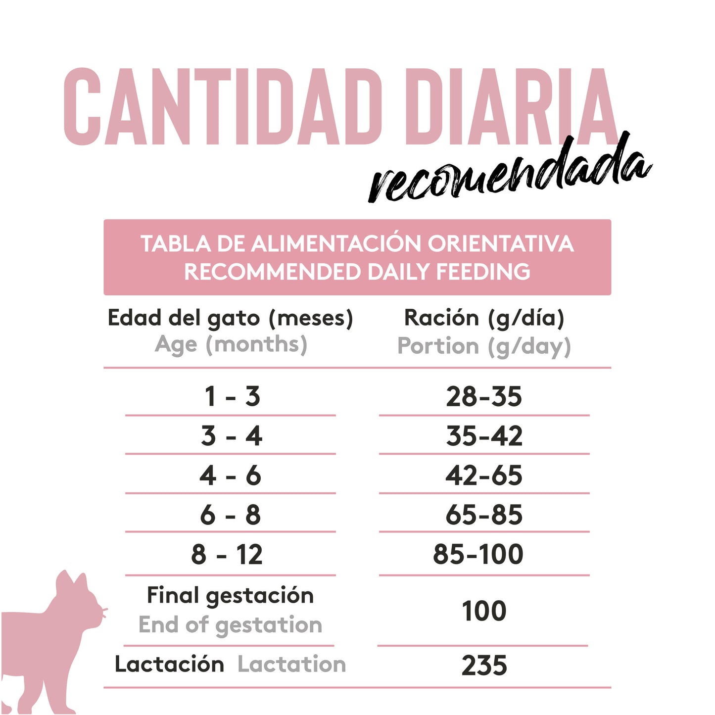 Dibaq Sense Cat Kitten_5