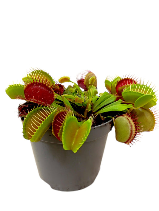 Dionaea Muscipula M8_0