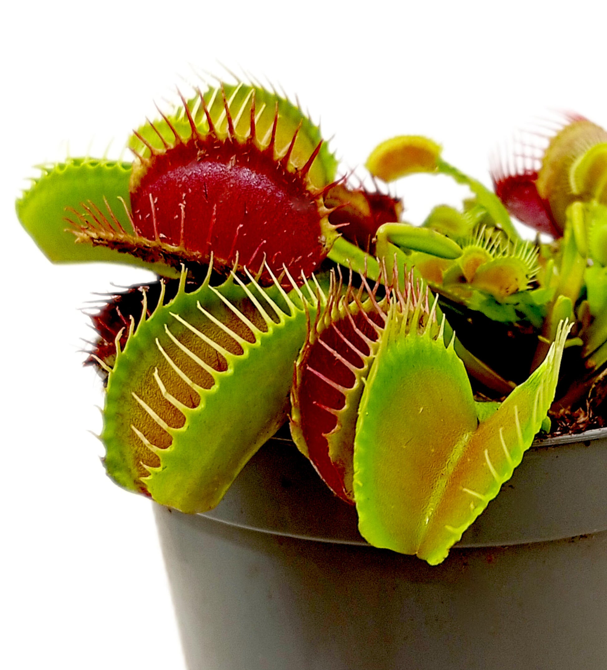 Dionaea Muscipula M8_1