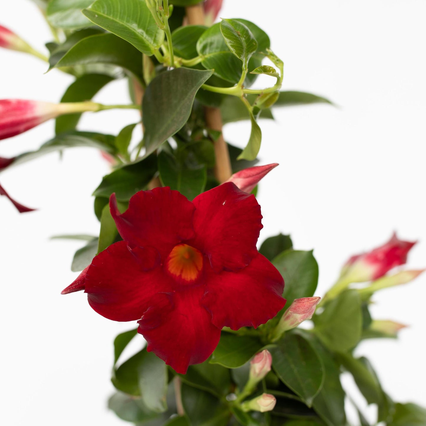 Dipladenia - Mandeville 'rio Deep Red' - Altura 60-70cm - ⌀17cm_3