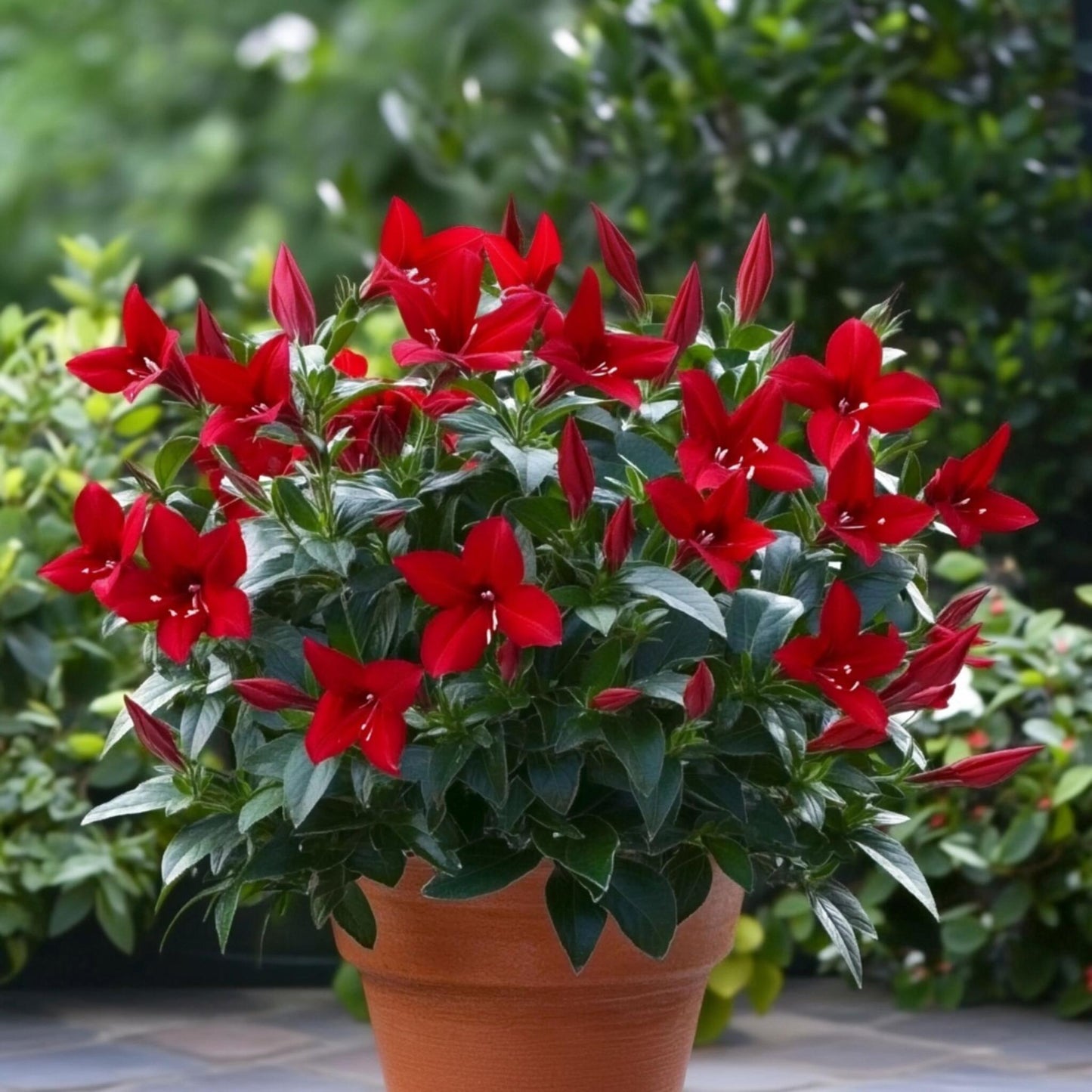Dipladenia - Mandeville 'rio Deep Red' - Altura 60-70cm - ⌀17cm_4