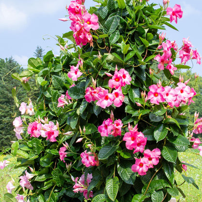 Dipladenia - Mandeville 'rio Hot Pink' - Altura 60-70cm - ⌀17cm_1