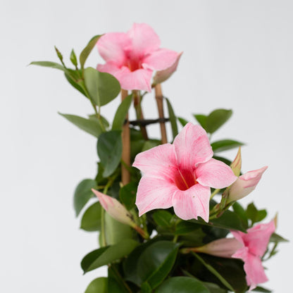 Dipladenia - Mandeville 'rio Hot Pink' - Altura 60-70cm - ⌀17cm_3