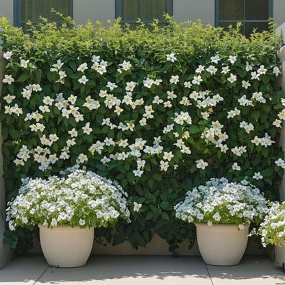 Dipladenia - Mandeville 'rio White' - Altura 60-70cm - ⌀17cm_4