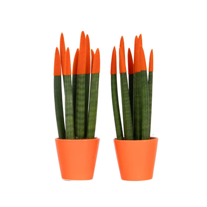 Dracaena Cylindrica - 2 Pzs - Sansevieria Cylindrica - Altura 20-40cm - ⌀9cm_0