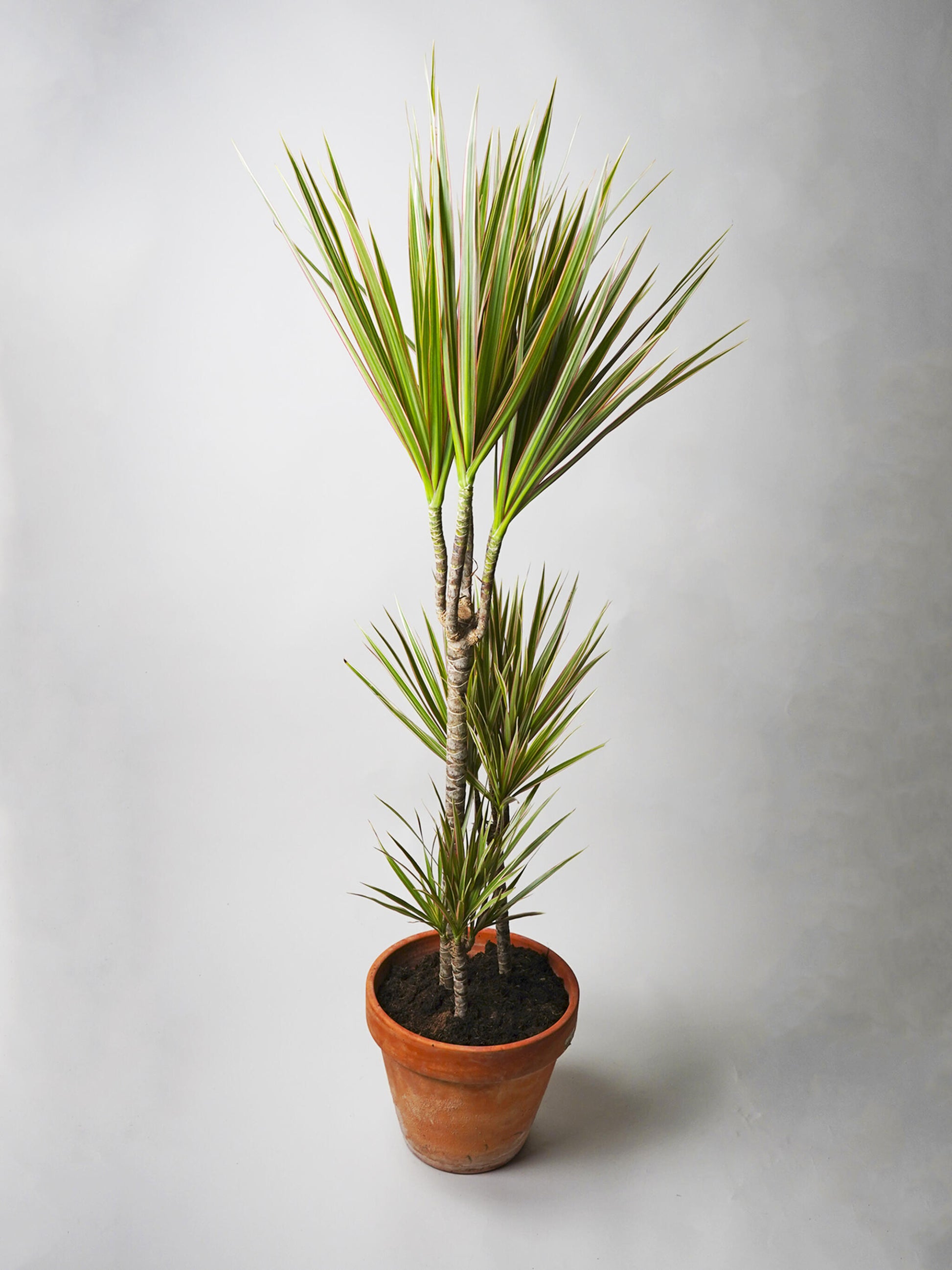Dracaena Marginata | Altura 120cm - Diámetro 20cm_0