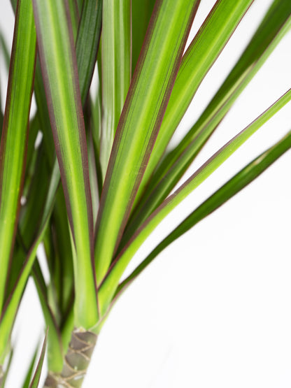 Dracaena Marginata | Altura 120cm - Diámetro 20cm_2