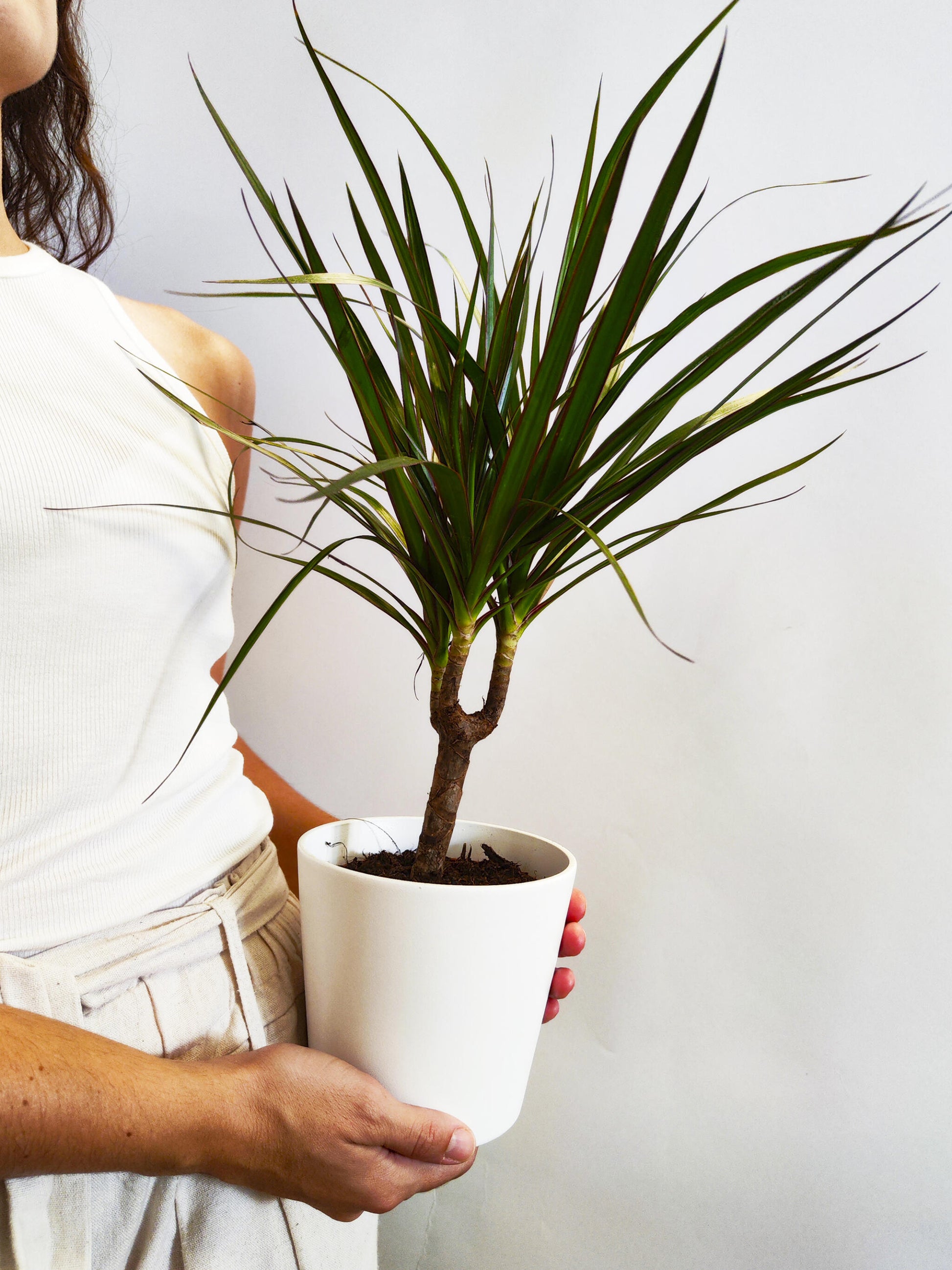 mi dracaena se muere Dracaena Marginata | Altura 120cm