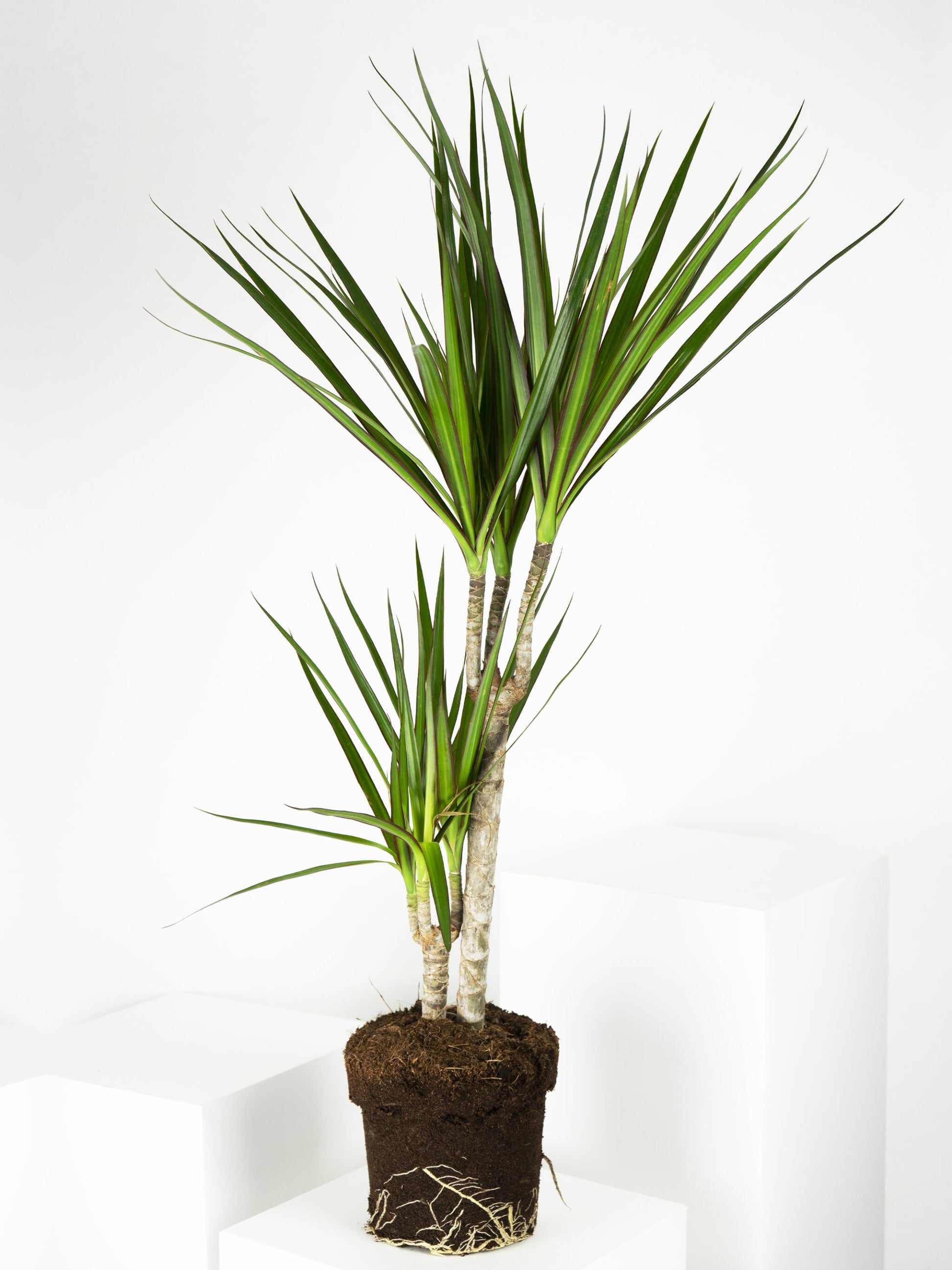 Dracaena Marginata | Altura 120cm - Diámetro 20cm_4