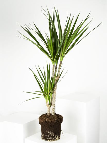 Dracaena Marginata | Altura 120cm - Diámetro 20cm_4