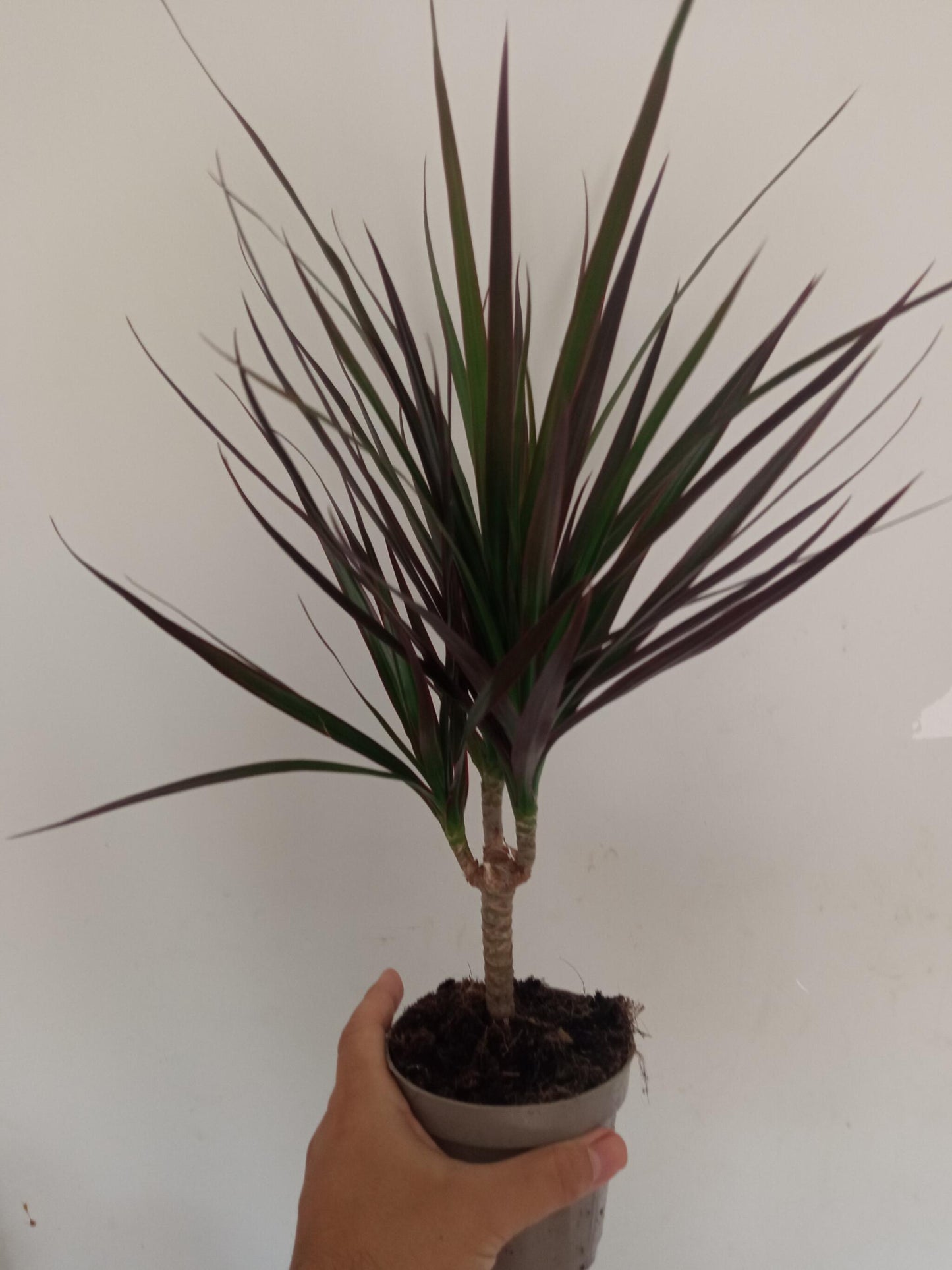 Dracaena Marginata Planta Interior_0