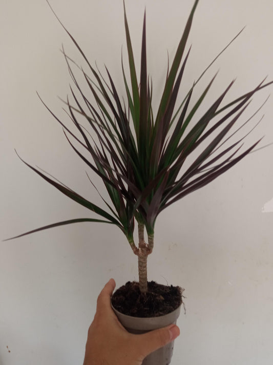 Dracaena Marginata Planta Interior_0